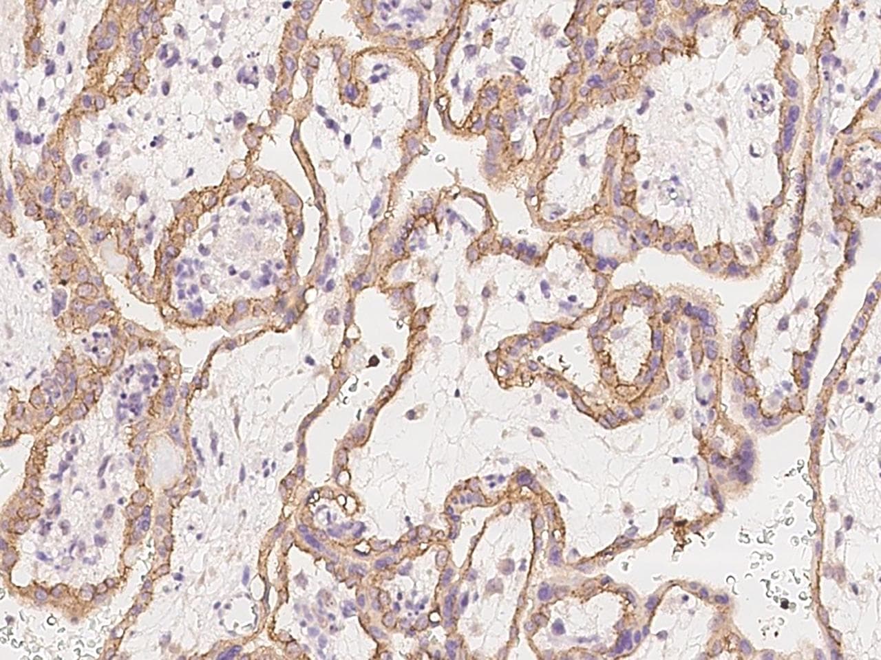 SMAGP Antibody