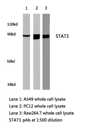 STAT3 Antibody