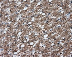 GPI Antibody (clone OTI5G9)