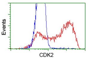 CDK2 Antibody (clone OTI4D3, Carrier-free)