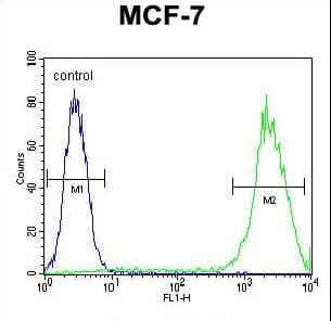 Polyclonal Rabbit anti-Human LGALS3 / Galectin 3 Antibody (aa163-191, WB)