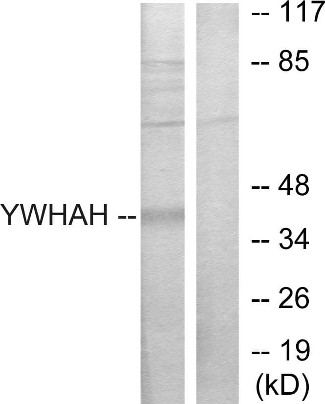 Polyclonal Rabbit anti-Human YWHAH / 14-3-3 Eta Antibody (IF, WB)