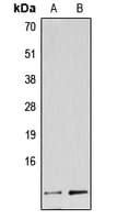 NDUFA4L2 Antibody (C-Terminus)