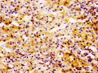 UBE2L3 / UBCH7 Antibody