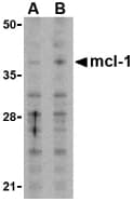 MCL1 / MCL 1 Antibody