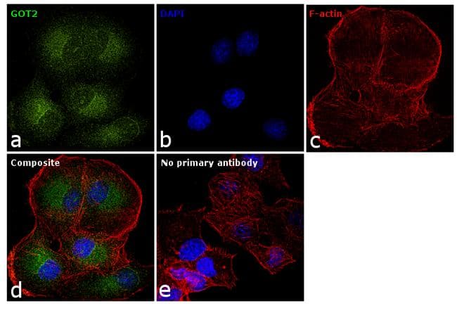 Monoclonal Mouse anti-Human GOT2 Antibody (clone 3000000000, IF, WB)