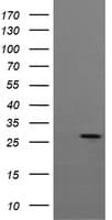KLK8 / Kallikrein 8 Antibody (clone OTI1A9)