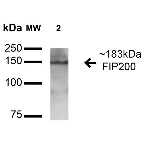 RB1CC1 / CC1 Antibody (RPE)