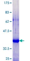 Human SPRR2G Protein (Recombinant GST)