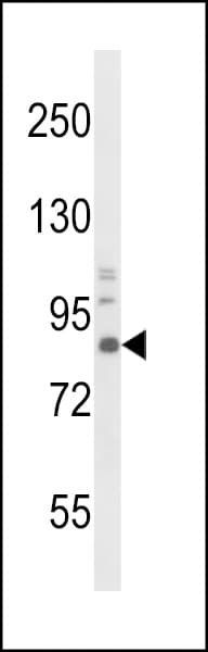 NTRK1 / TrkA Antibody
