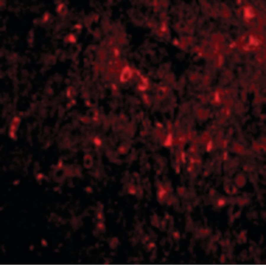 IHC-plus™ RTN4 / Nogo Antibody