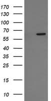 CCT8L2 Antibody (clone OTI1E12)