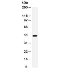 CDK9 Antibody
