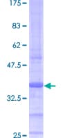 Human ATP5J Protein (Recombinant GST)