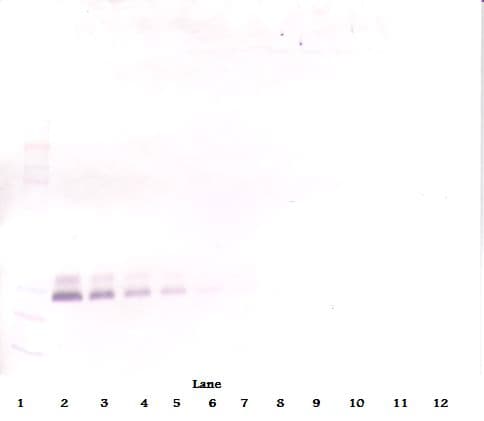 PathPlus™ BMP7 Antibody (aa315-431)