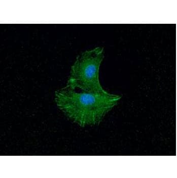 ACTN1 Antibody (clone AT1D10)