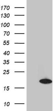 Monoclonal Mouse anti-Human CHCHD10 Antibody (clone OTI3D7, Carrier-free, aa17-142, WB)
