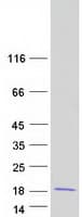 Human REG3G Protein (Recombinant Myc-DDK (Flag))