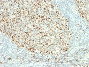 Mitochondria Antibody (clone MTC02, Azide-free, BSA-free)