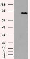 Prominin 2 / PROM2 Antibody (clone OTI3D12)