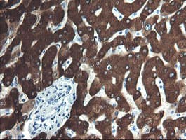 FTCD / 58K Golgi Protein Antibody (clone OTI4F5)