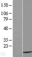 TXNDC17 Protein (Over-Expression Lysate Myc-DDK (Flag))