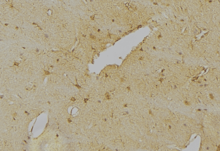 RBFOX3 / NEUN Antibody