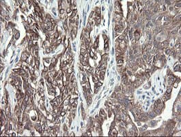 VBP1 Antibody (clone OTI2E6)