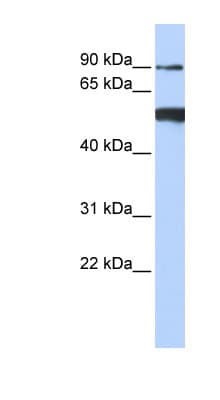 DDX50 Antibody (N-Terminus)
