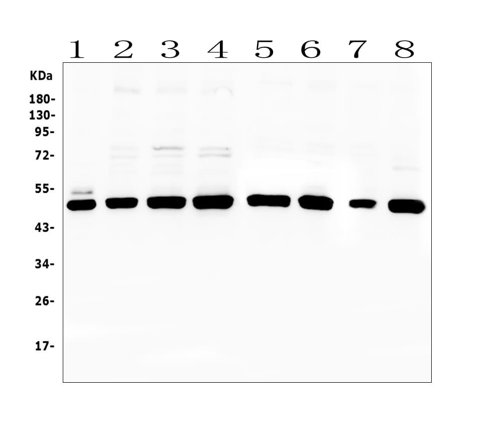 Polyclonal Rabbit anti-Human PTP1B Antibody (IHC, WB)