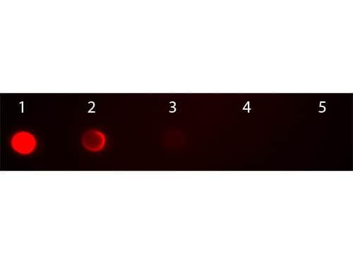Polyclonal Goat Anti-Mouse IgG2b Secondary Antibody (TRITC, IHC, IF, WB)