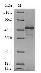 Human HSPB2 / HSP27 Protein (Recombinant GST, N-terminus)
