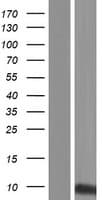 KRTAP21-1 Protein (Over-Expression Lysate Myc-DDK (Flag))