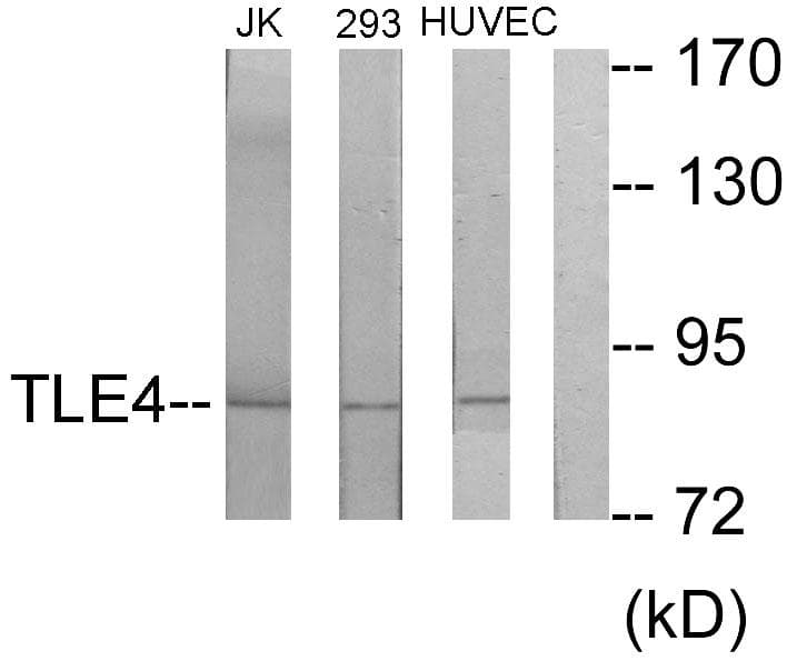 GRG4 / TLE4 Antibody