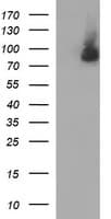 Junctophilin 2 / JPH2 Antibody (clone OTI2D3, Carrier-free)