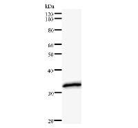 XBP1 Antibody (clone XBP1H6E5)