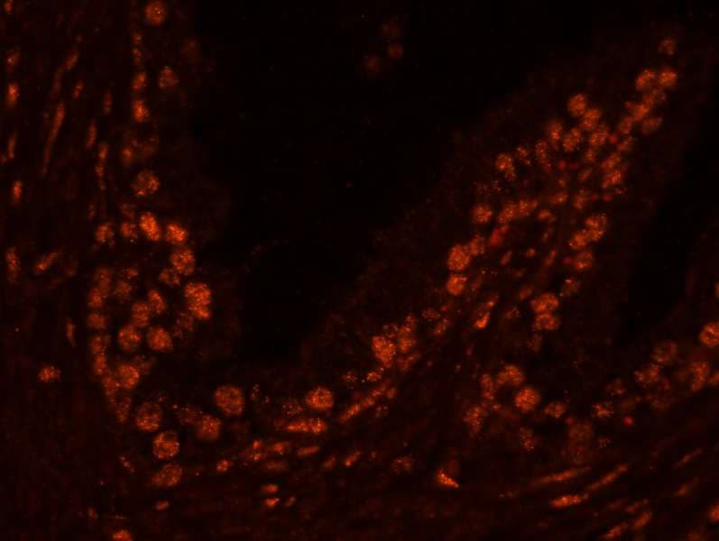 USP47 Antibody (aa1237-C-term)