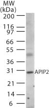 IHC-plus™ APIP Antibody