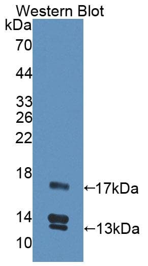 UCN2 / SRP Antibody (aa20-112, PE)