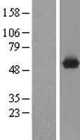 TRMO / C9orf156 Protein (Over-Expression Lysate Myc-DDK (Flag))