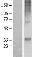MRGPRE / MRGE Protein (Over-Expression Lysate Myc-DDK (Flag))