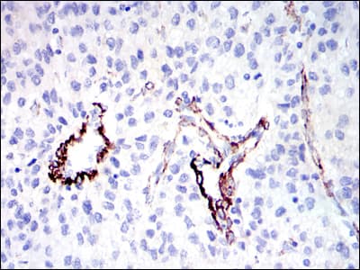 GKAP1 Antibody (clone 3G4)