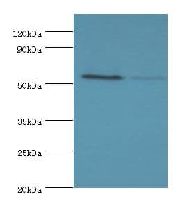 CDK16 / PCTAIRE Antibody (aa277-496)