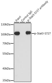 Polyclonal Rabbit anti-Human STAT3 Antibody (phospho-Ser727, WB)