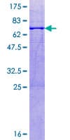 Human B3GAT3 Protein (Recombinant GST)