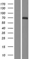 Human PXN / Paxillin Protein (Over-Expression Lysate Myc-DDK (Flag))