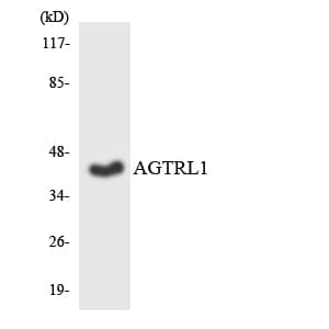 IHC-plus™ APLNR/ Apelin Receptor / APJ Antibody (aa132-181)