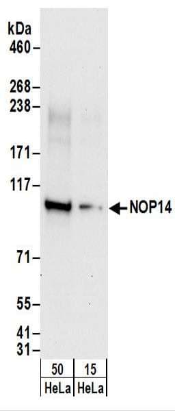 NOP14 / C4orf9 Antibody (aa50-100)