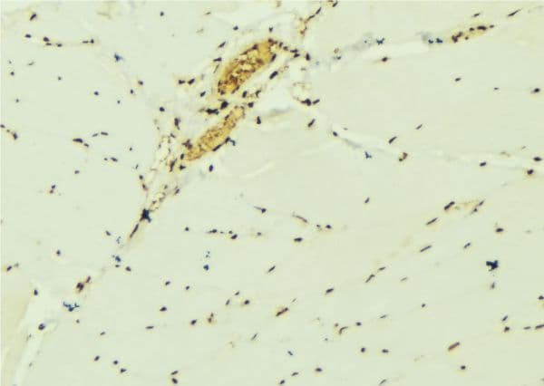 EIF6 Antibody
