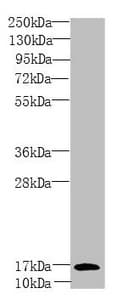 PEA15 / PEA-15 Antibody